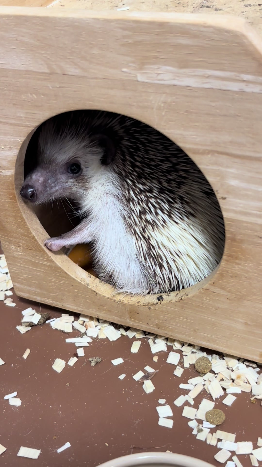 @我が家のハリネズミ🦔