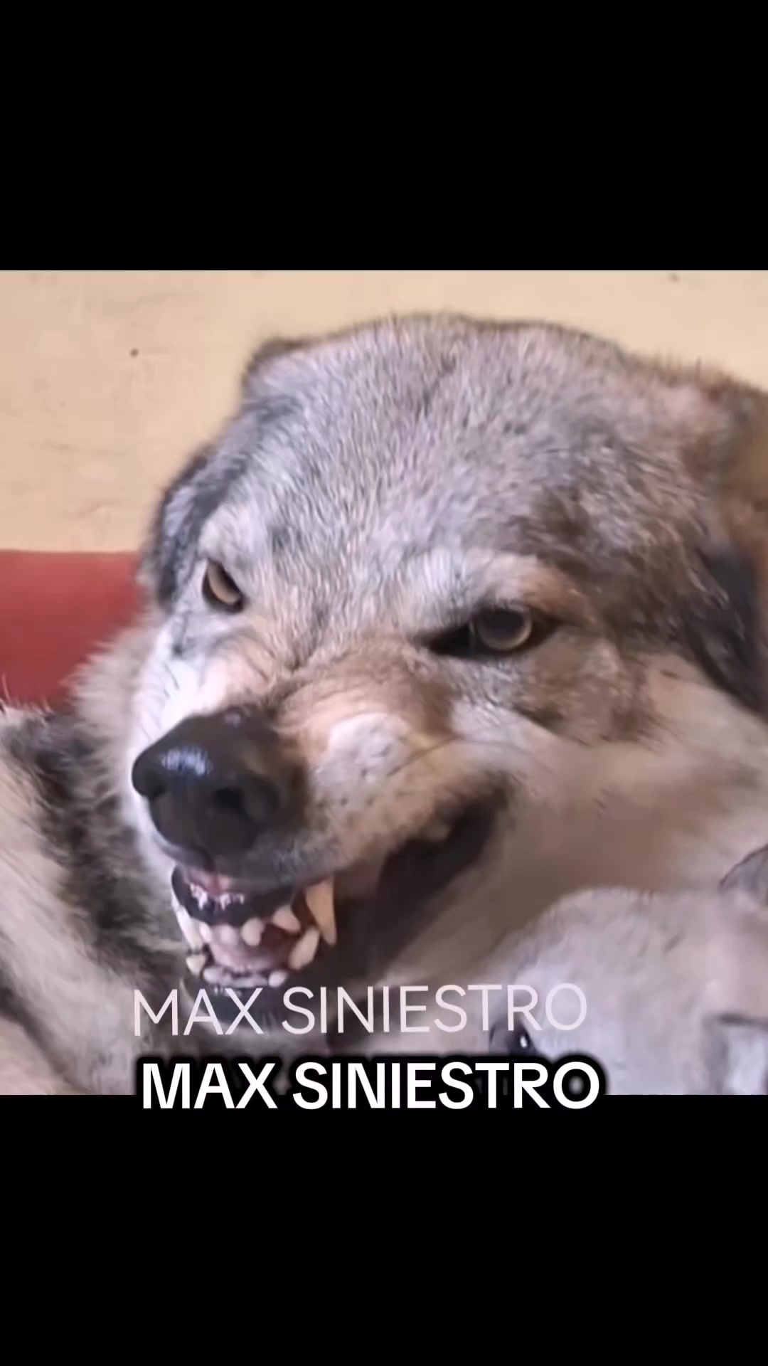 @❤🐺ℒ𝒪𝒪𝒩𝒜 🐺❤