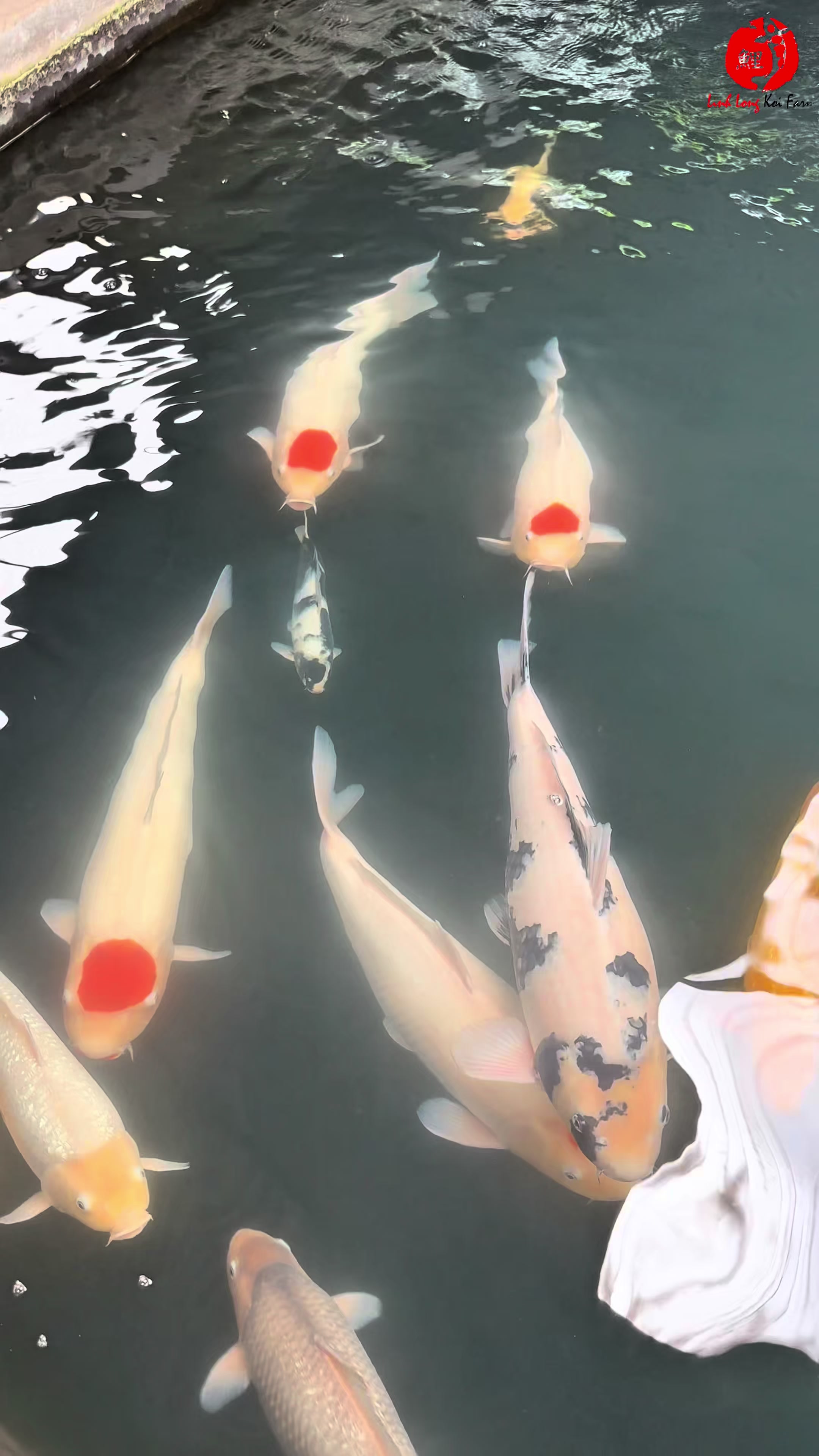 @Linh Long Koi Farm