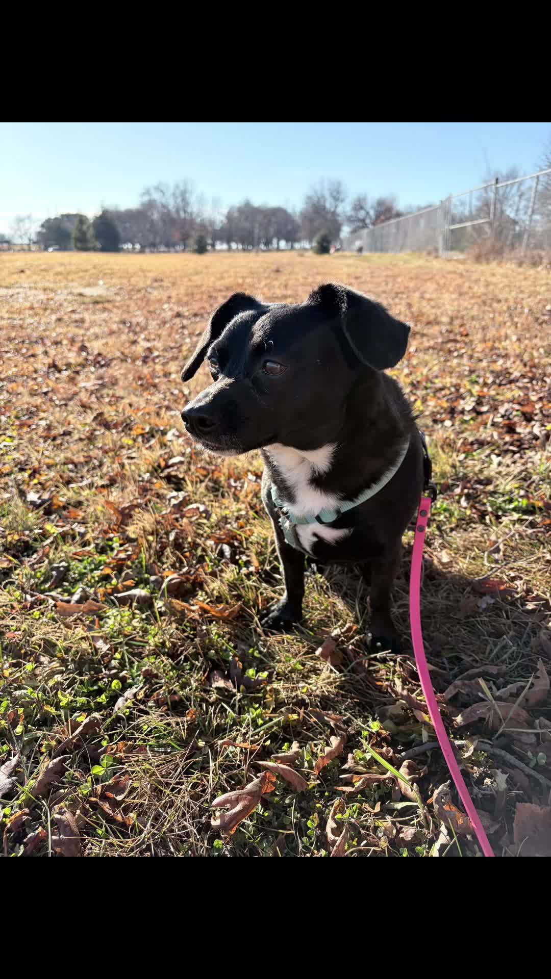 @snickers_and_sidekick