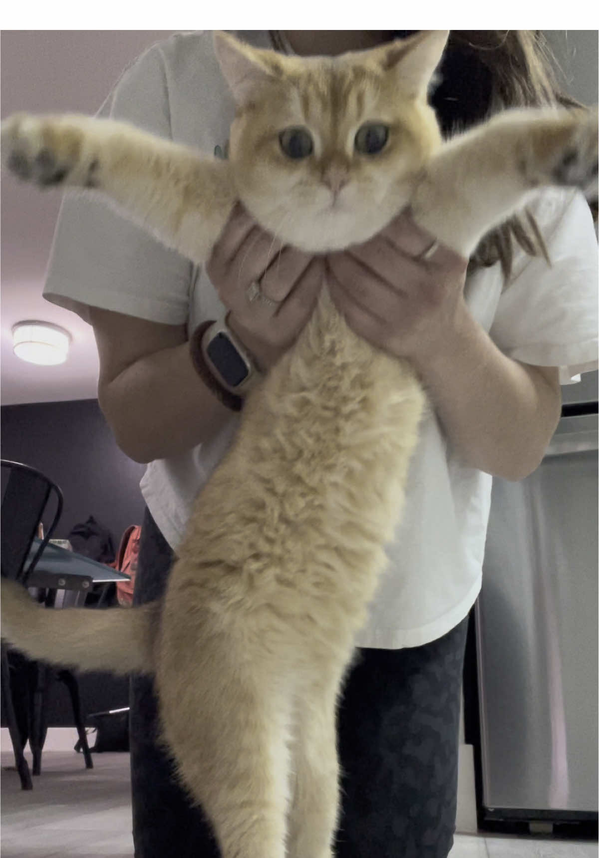 @tessie_cat_and_bert