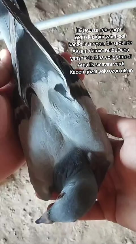 @YARIŞ POSTASI