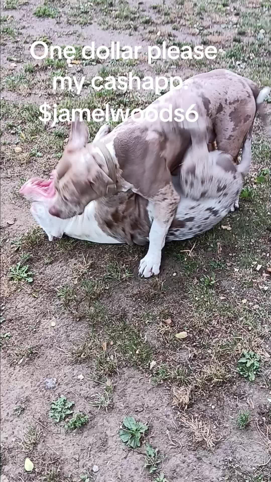 @eggrollrides