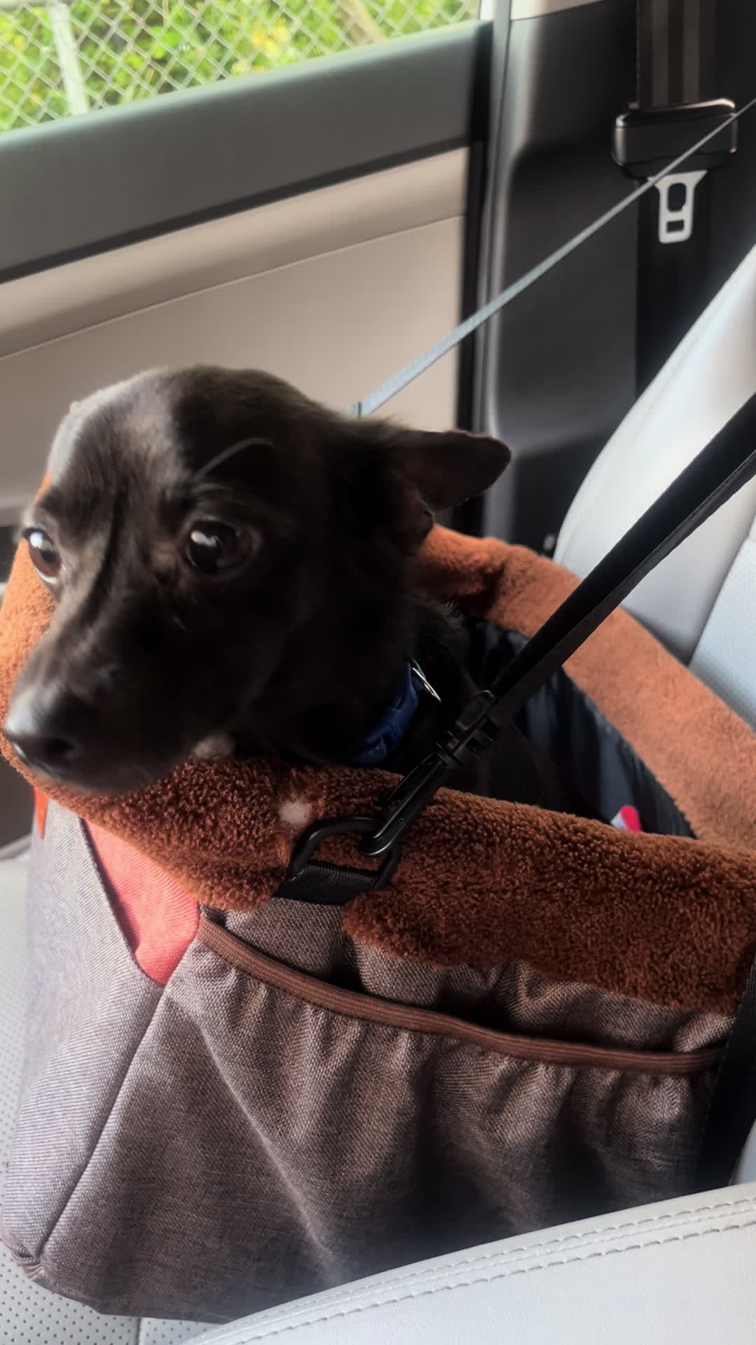 @Blackjack_Chihuahua