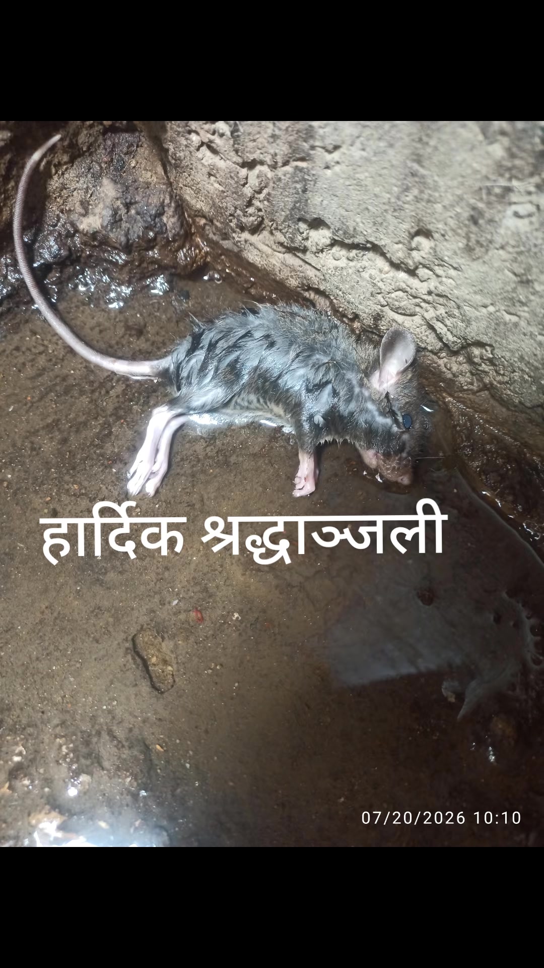 @Anita Pokharel