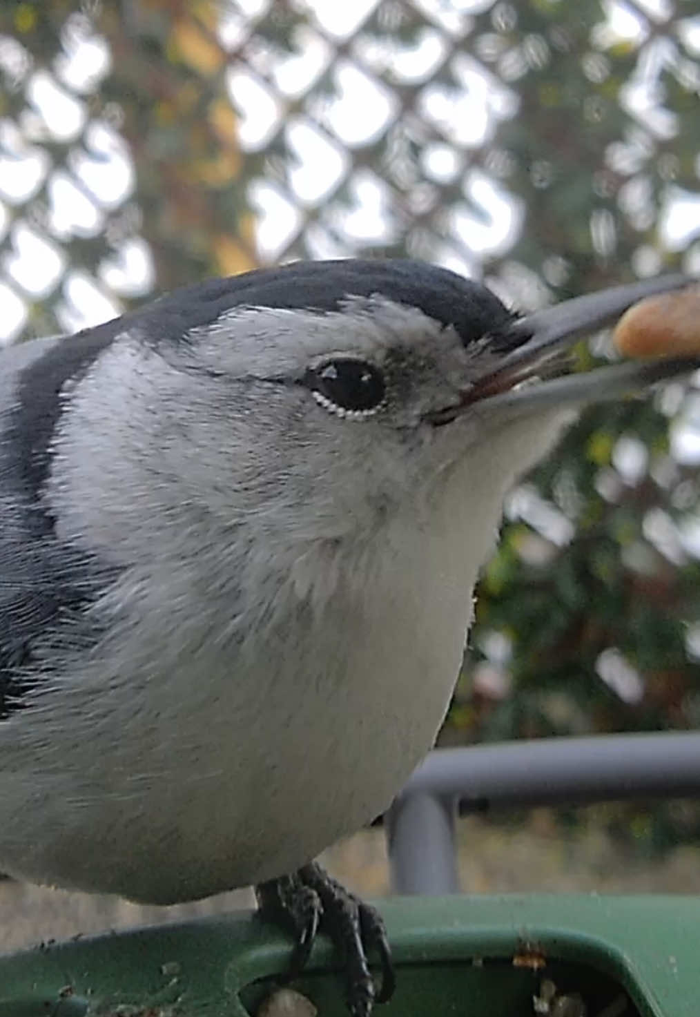 @The Bird Cafe