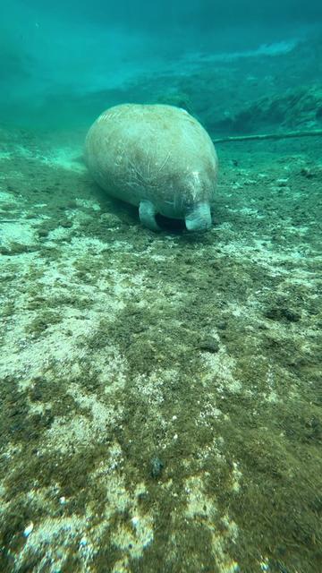 @BradTheOriginalManateeMafia