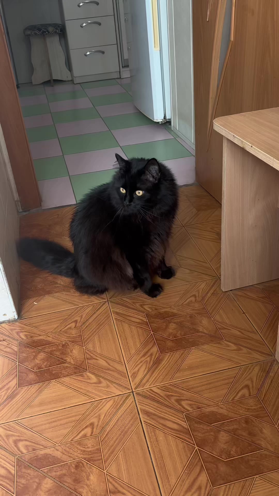 @Хвостатые бандиты🐈⬛🐈