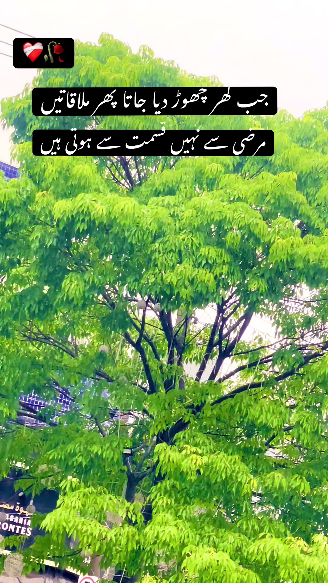 @28 Pervaiz
