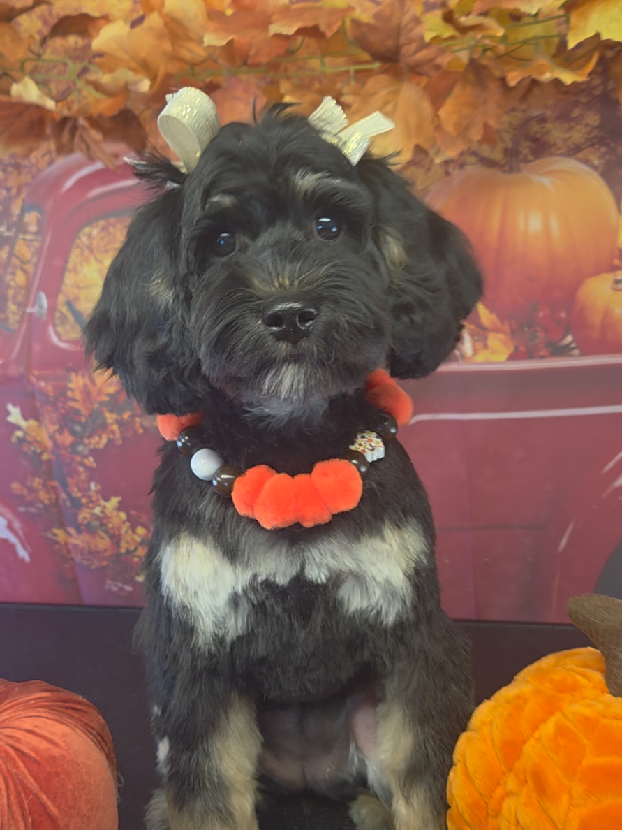 @Pet Stylist Christina
