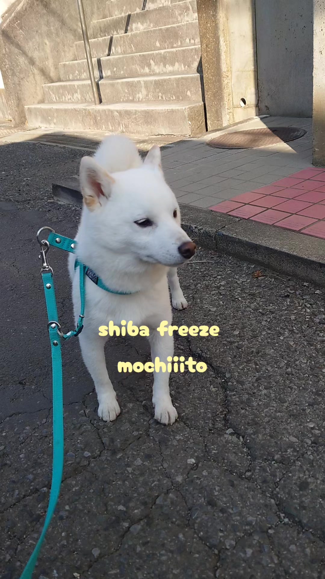 @Mochimaru