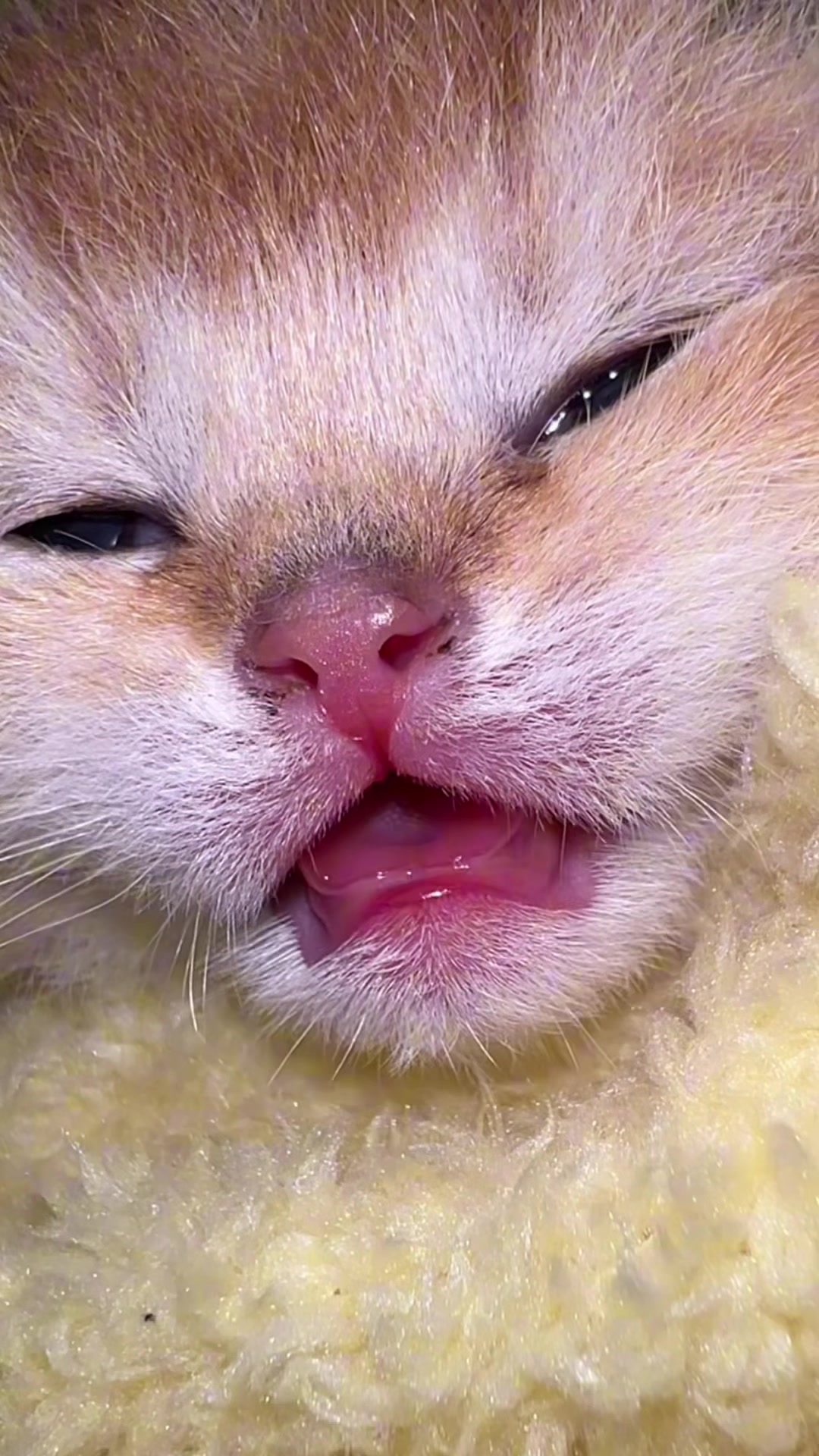 @Soothing Cats😻