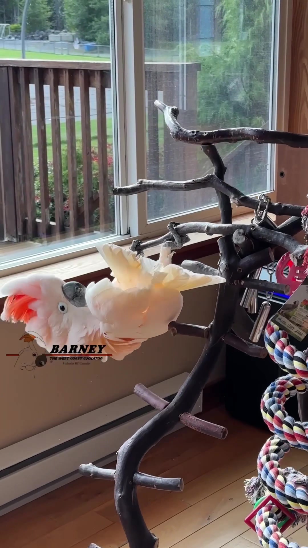 @Barney the West Coast Cockatoo