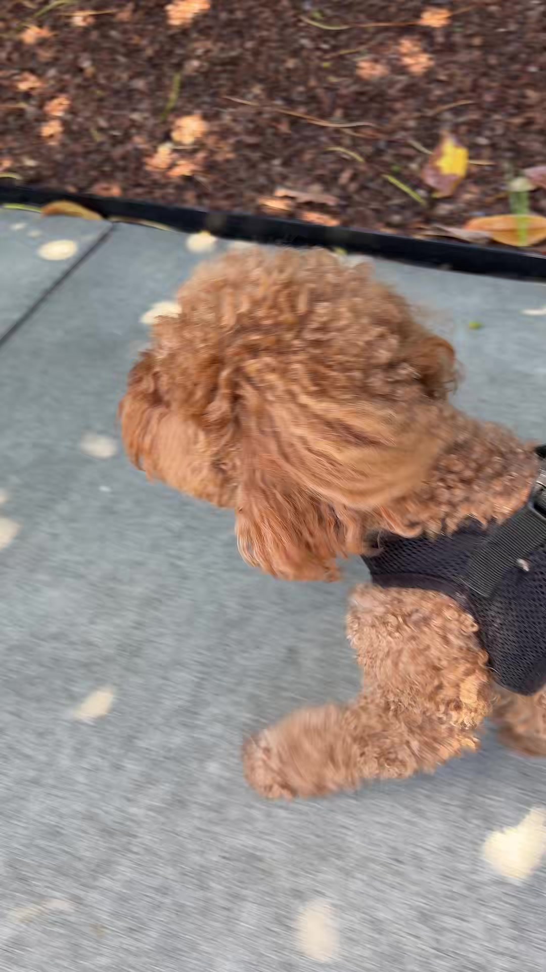 @dogwalkerannika