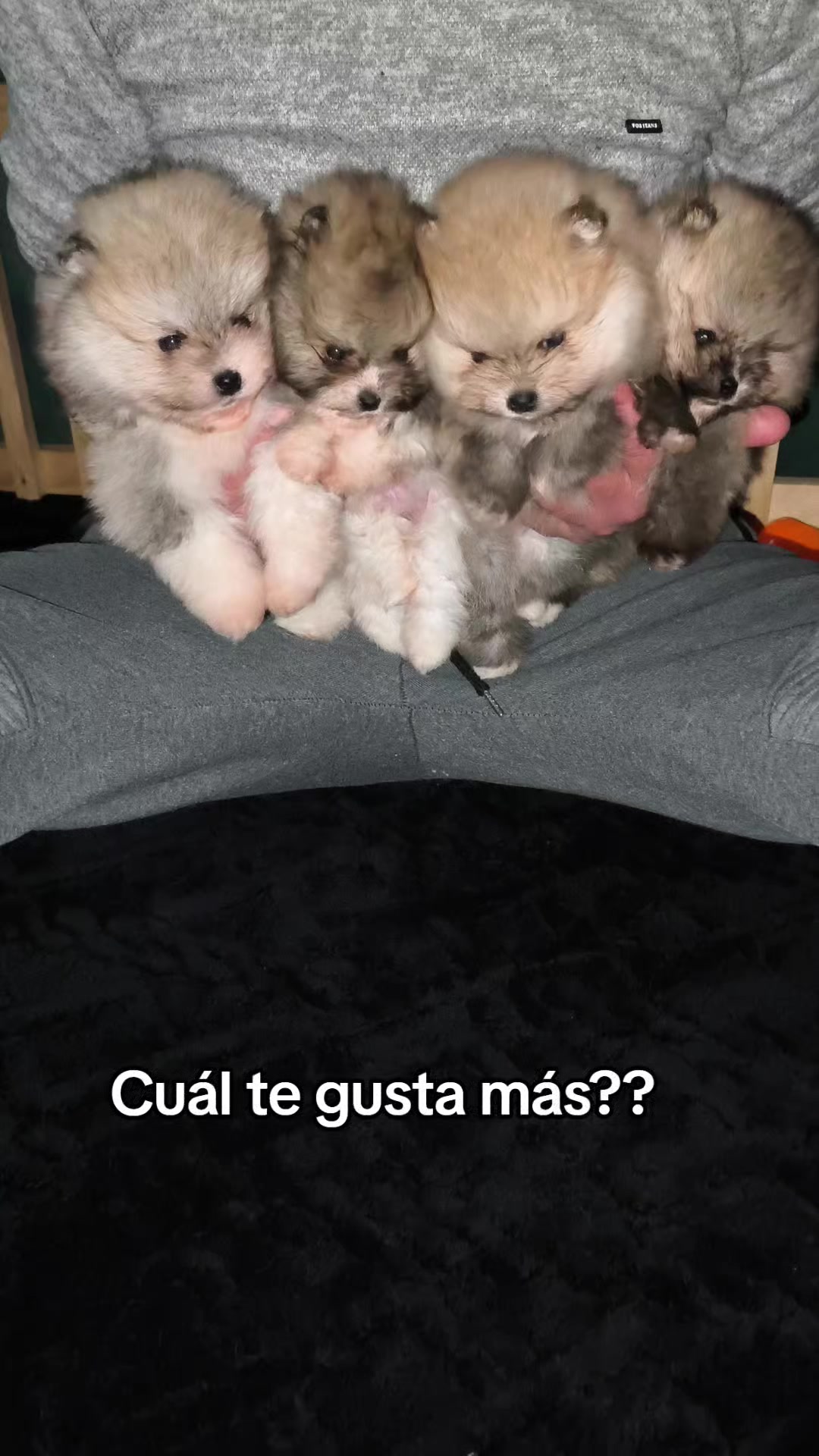 @Pomerania chile