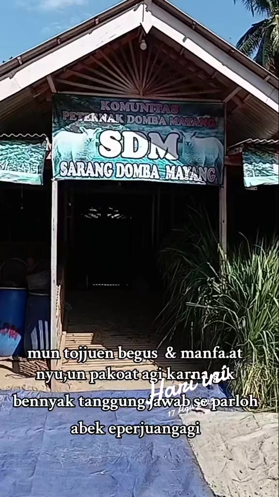 @SDM sarang Domba mayang