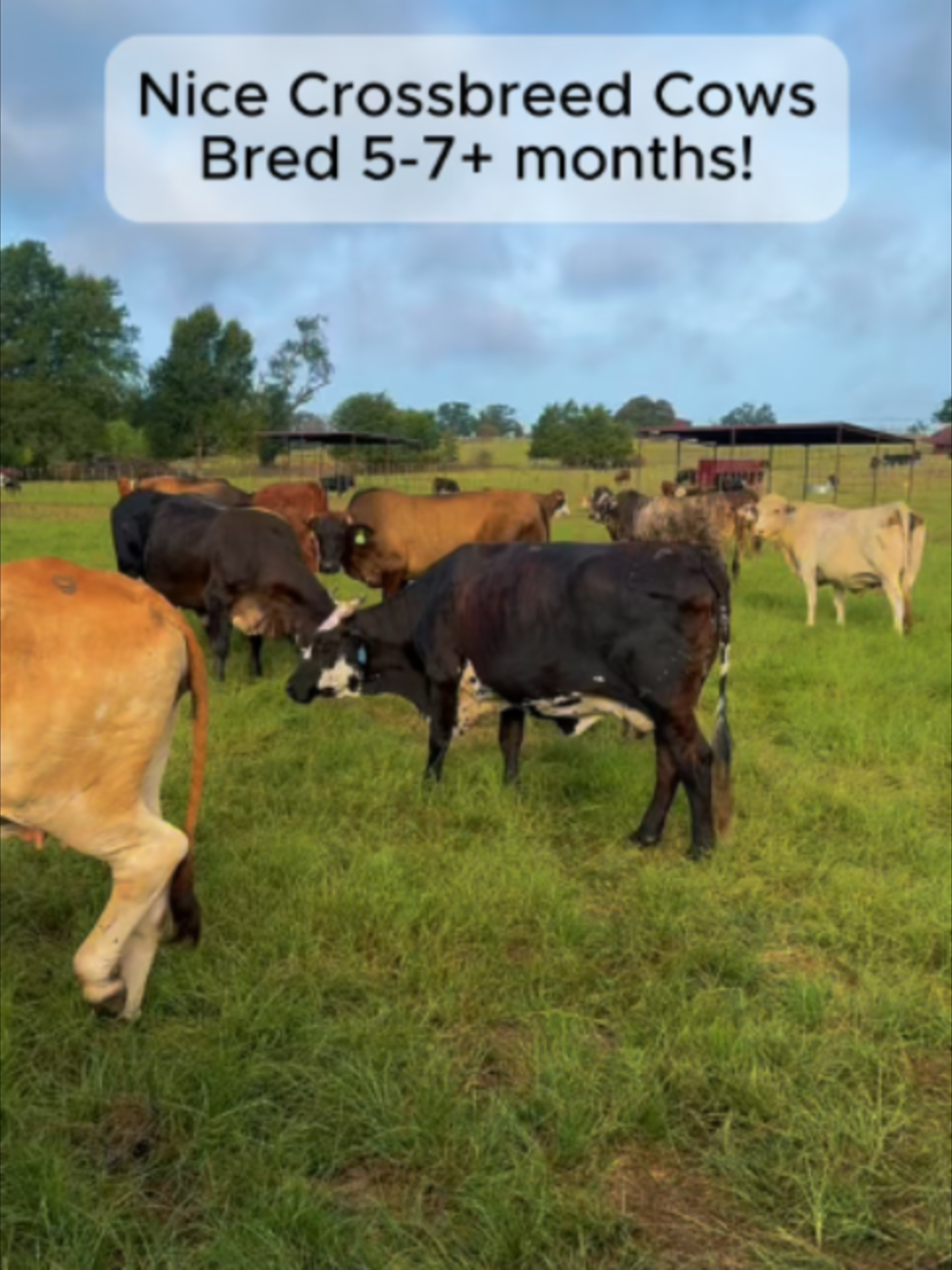 @Rutherford Land and Cattle