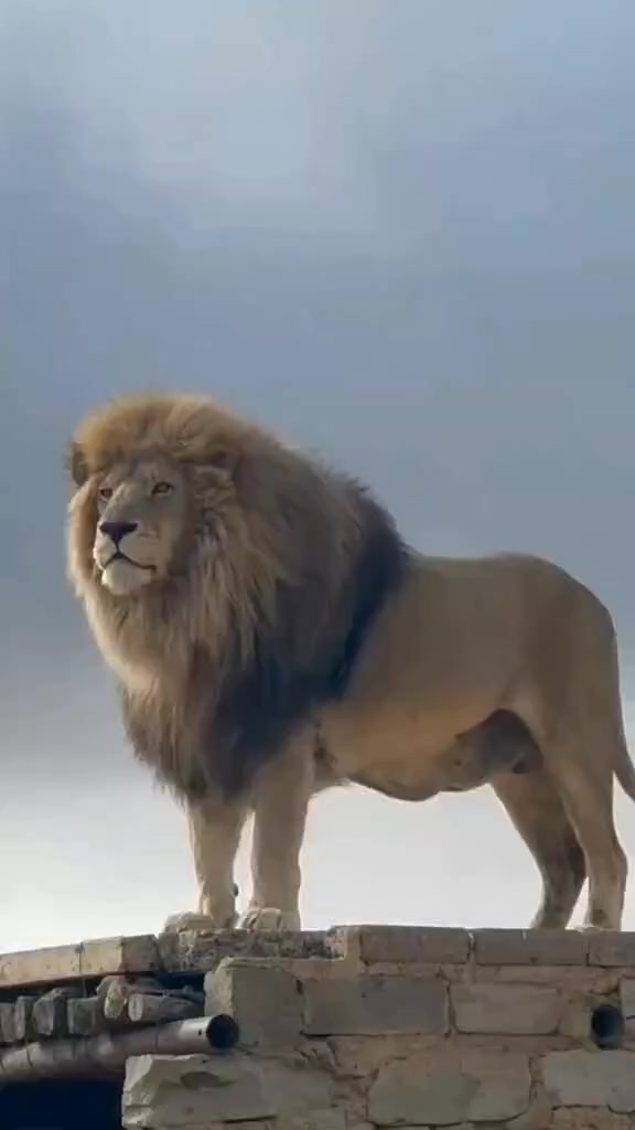 @LION MOTIVATION 🇨🇩🇨🇩🇨🇩