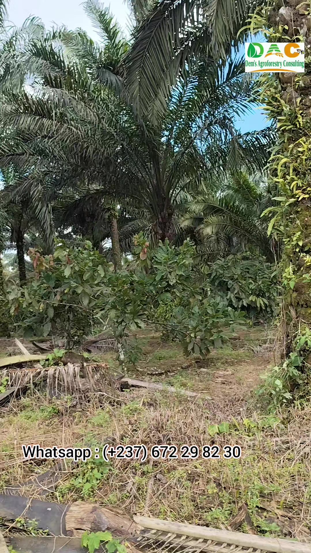 @Dem's Agroforestry Consulting