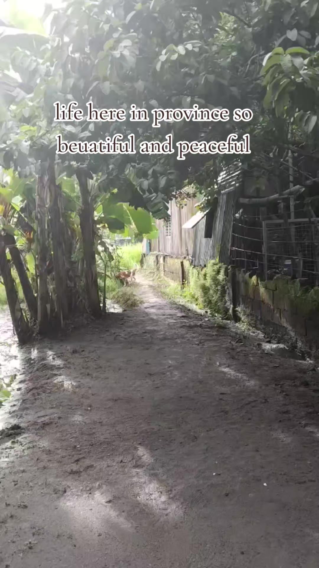 @Rimando baden(Lion Heart)