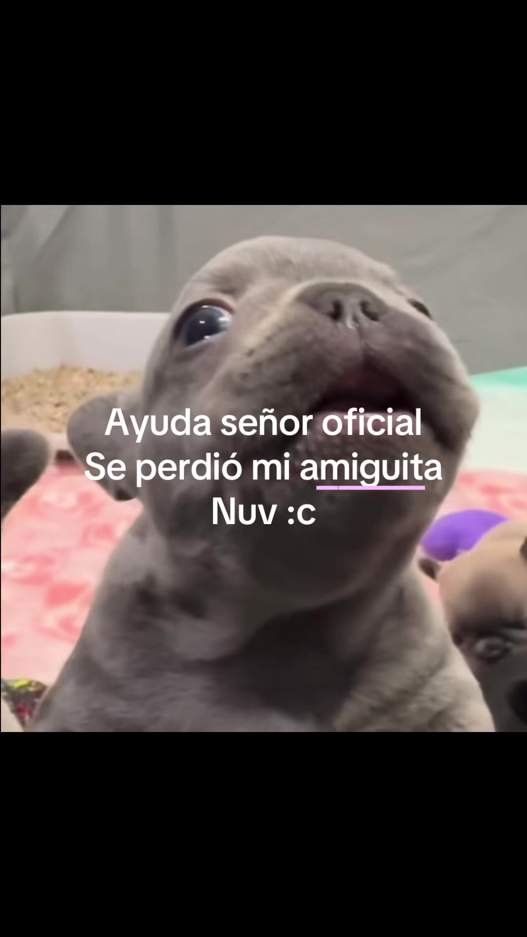 @ˊ˗๋࣭⭑𝓢𝕋𝓡𝓐𝓦_𝓑𝓔𝚁𝚁𝓨⚝˚₊·