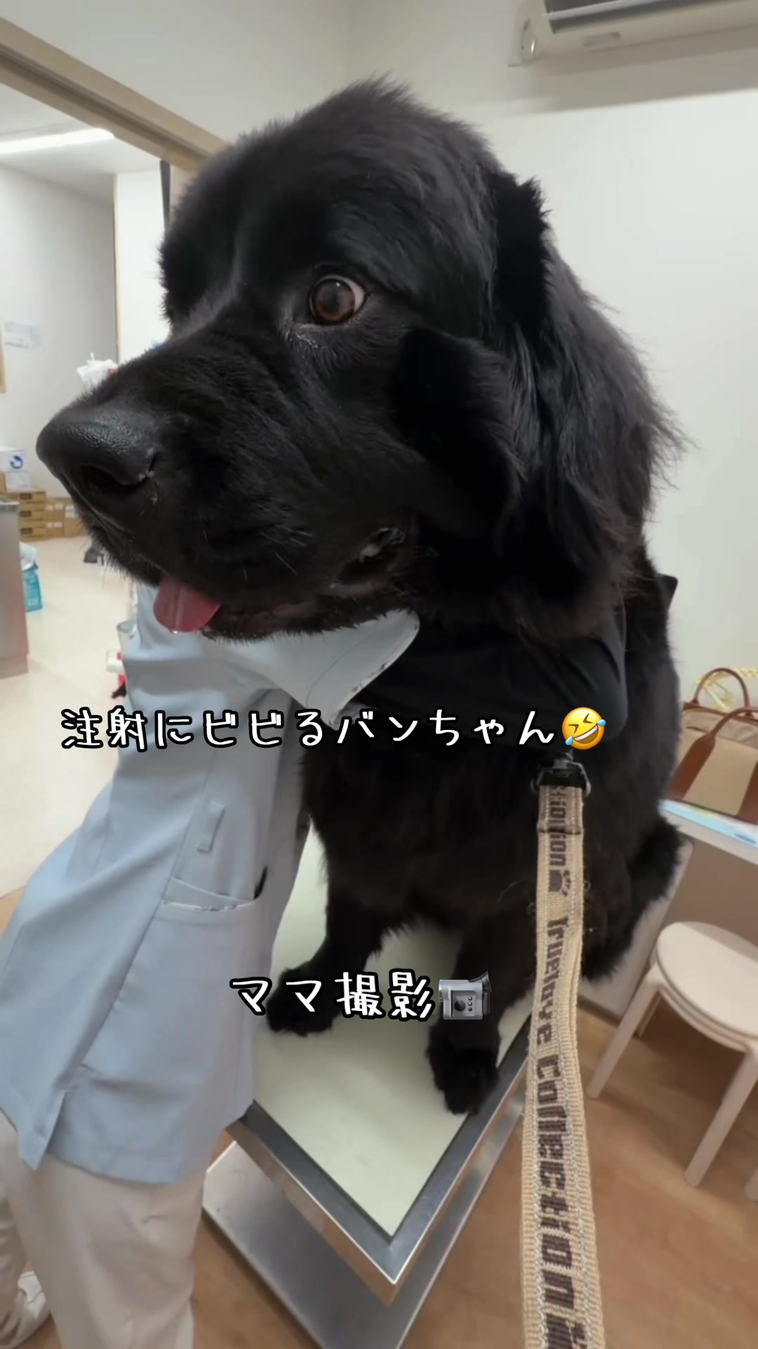 @ムックパパ🔶🐾