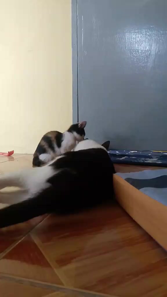 @sny meow🐈