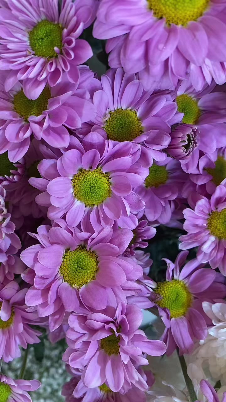 @azgarclaudia