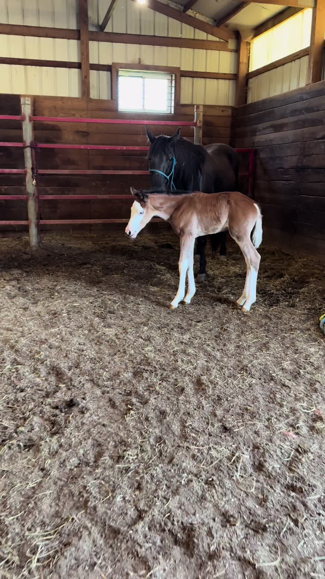 @R.L.P Quarter Horses