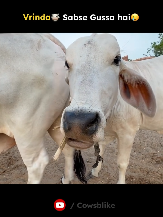 @cows_b_like