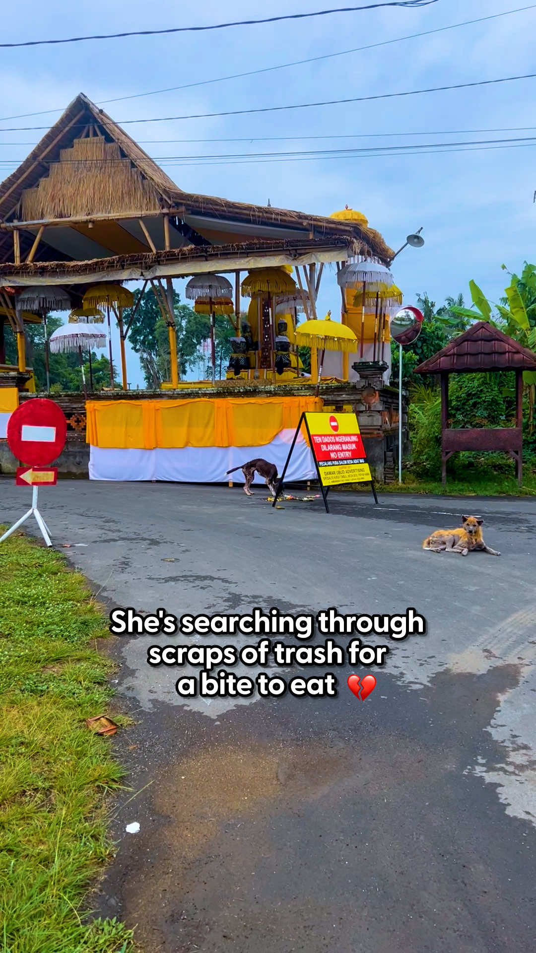 @The Dodo