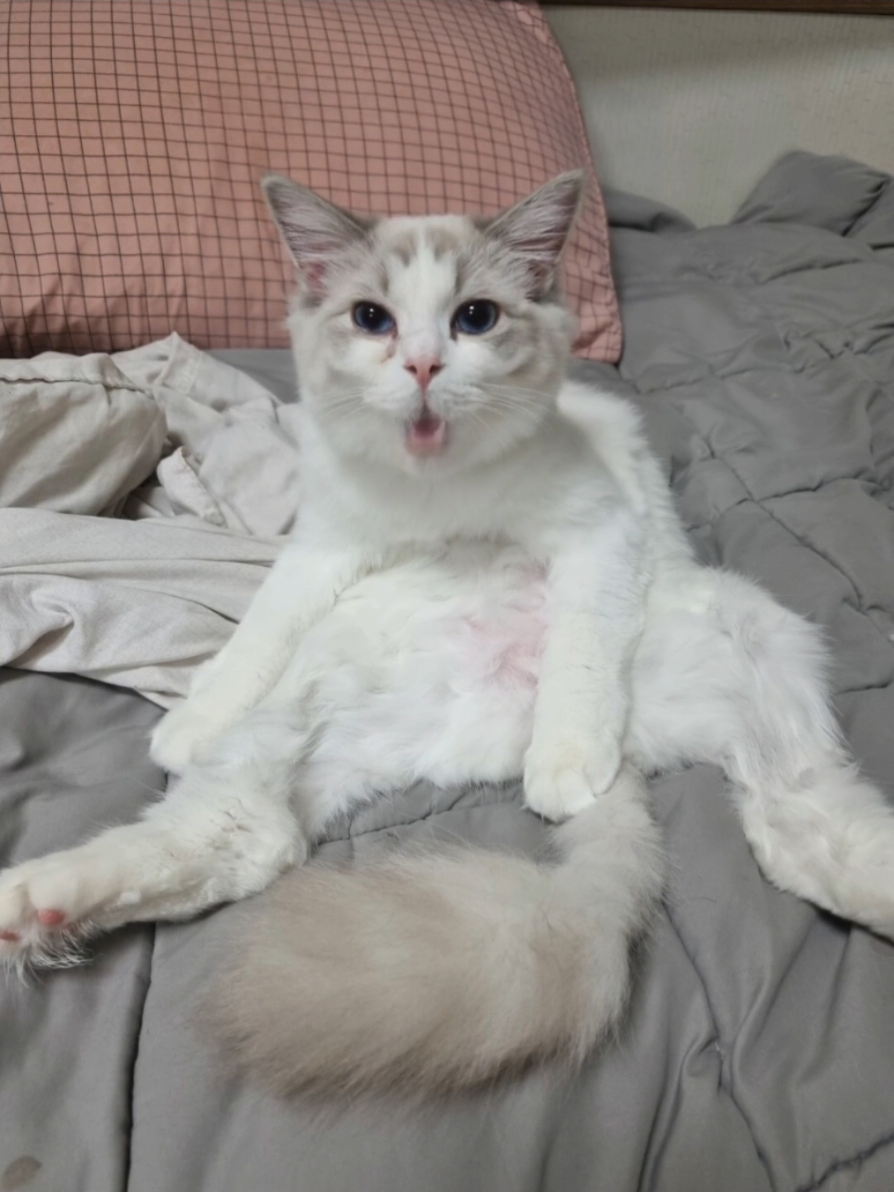@고여사또치