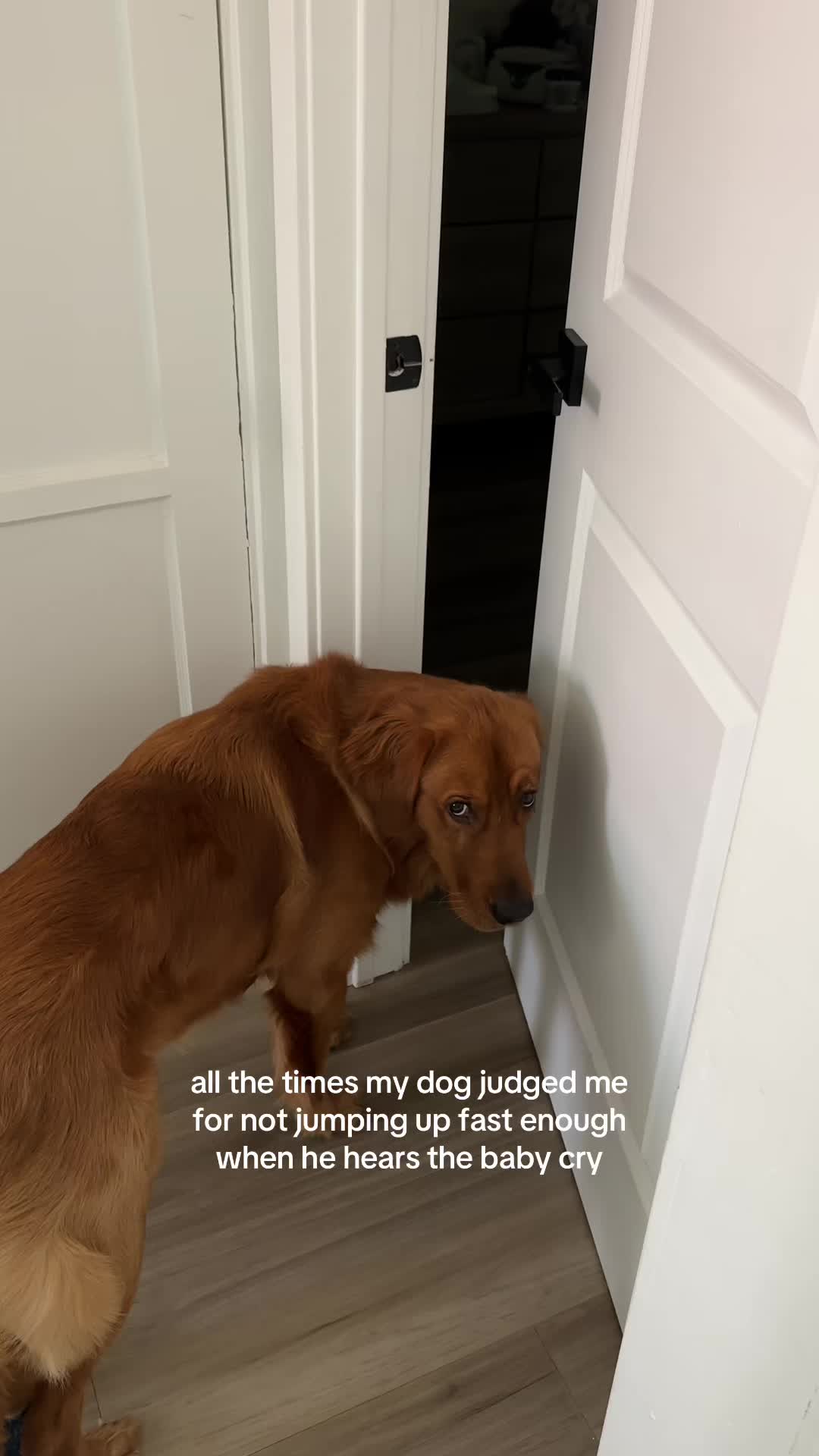 @Winston the Golden Pup 🍯
