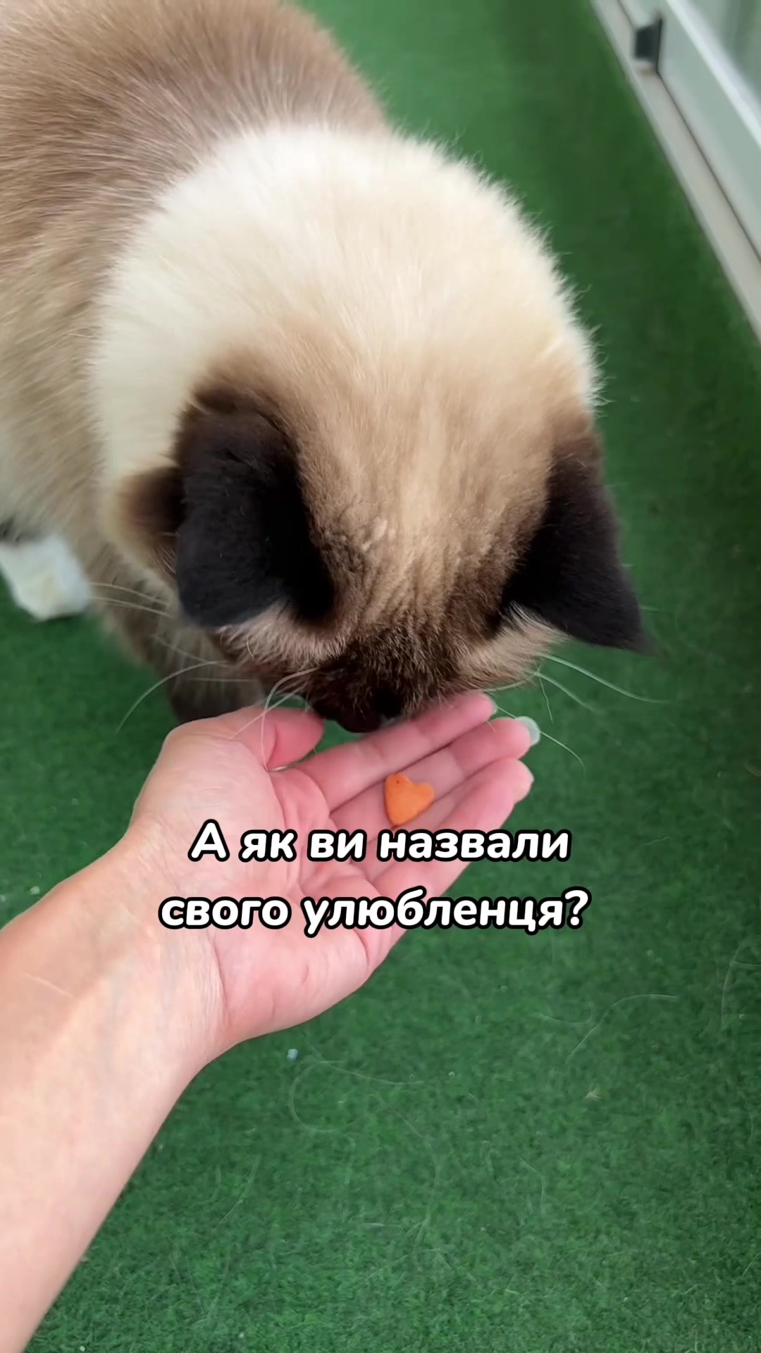 @Місс КІСЯ