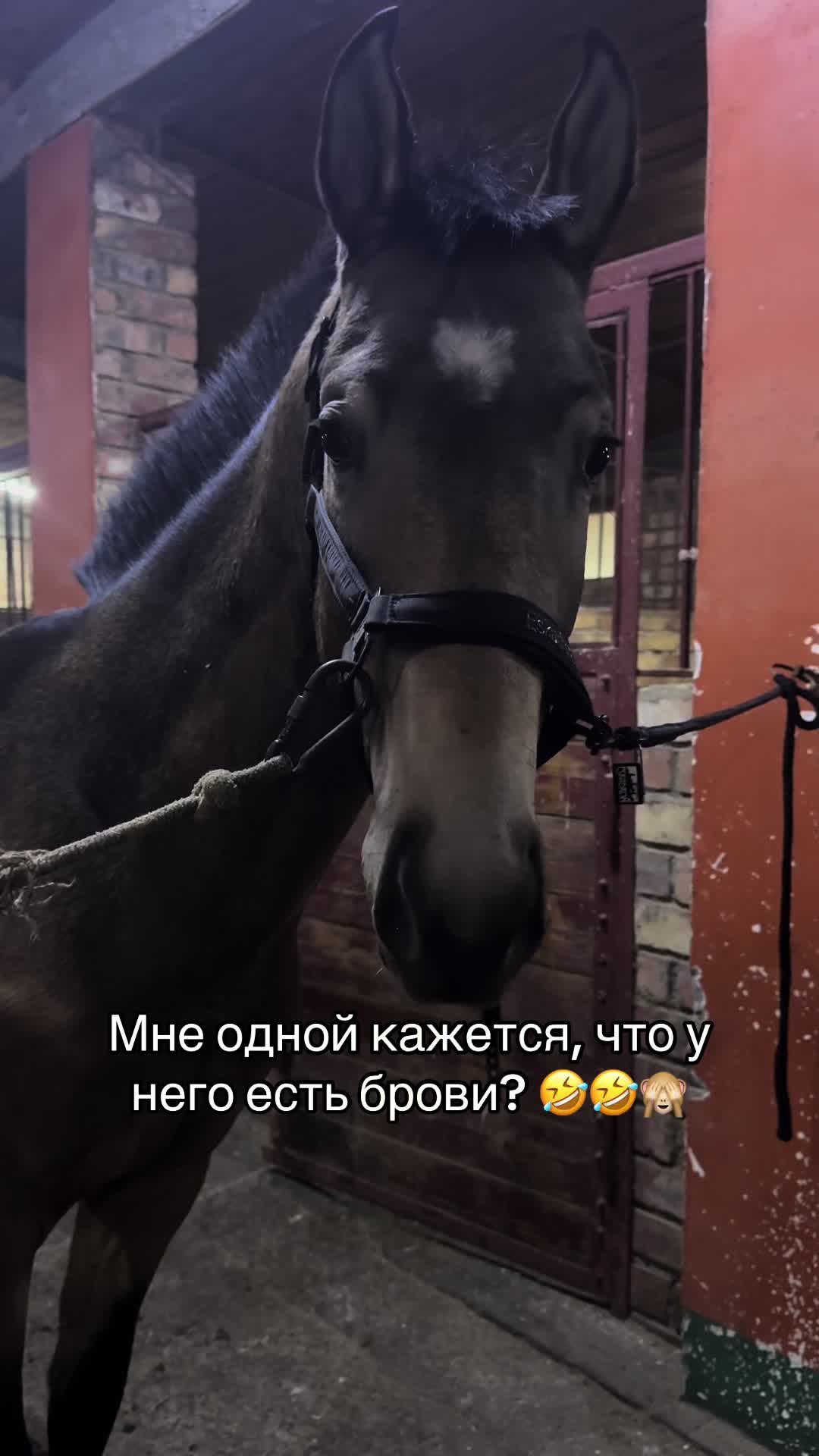 @Akhalteke_club