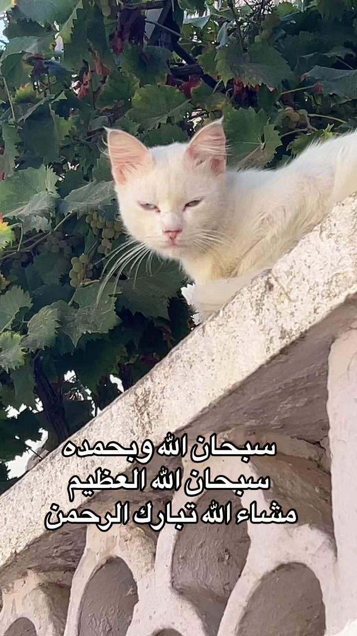 @محمد | تذكير 📖