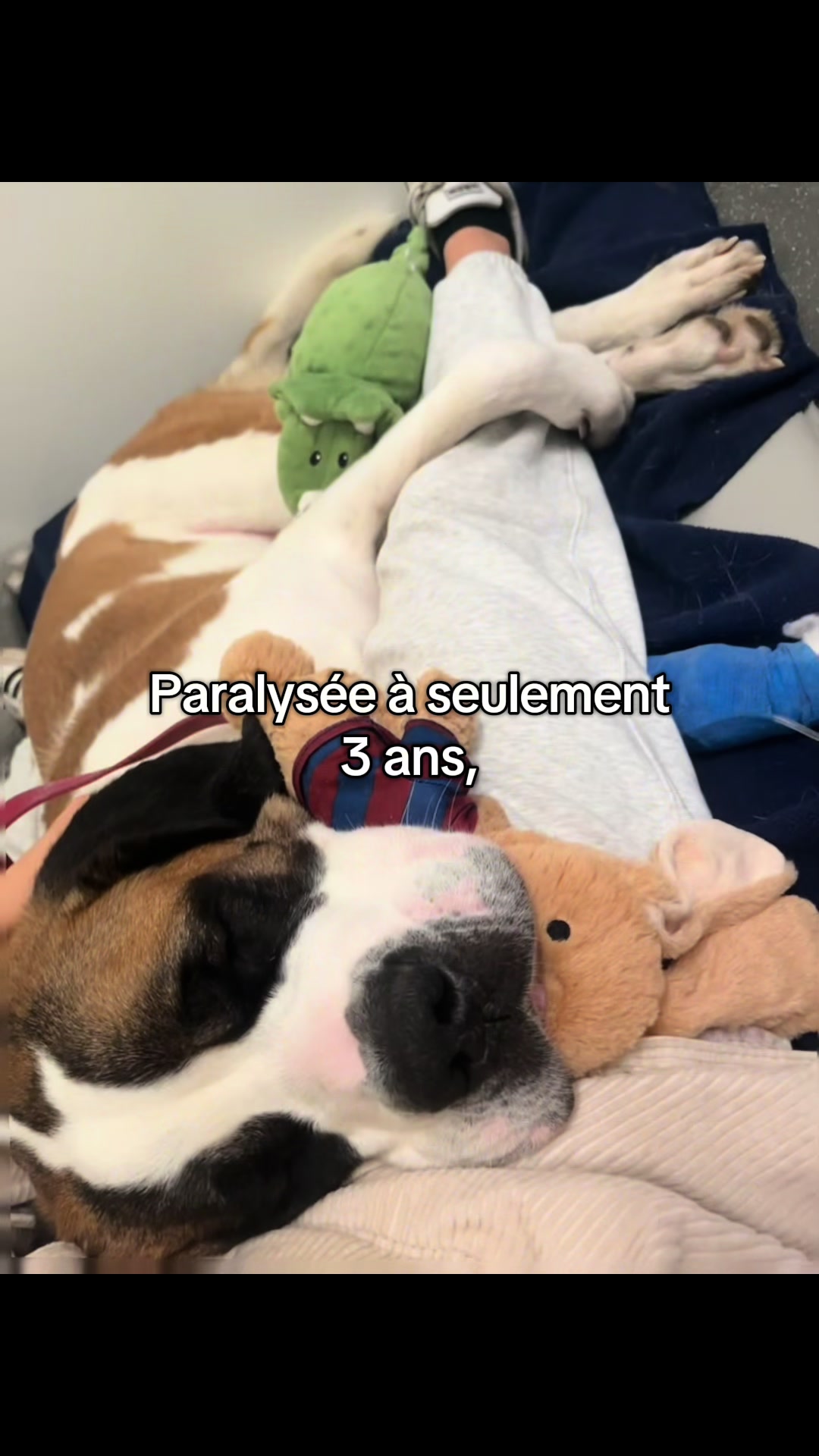 @Xena le St Bernard