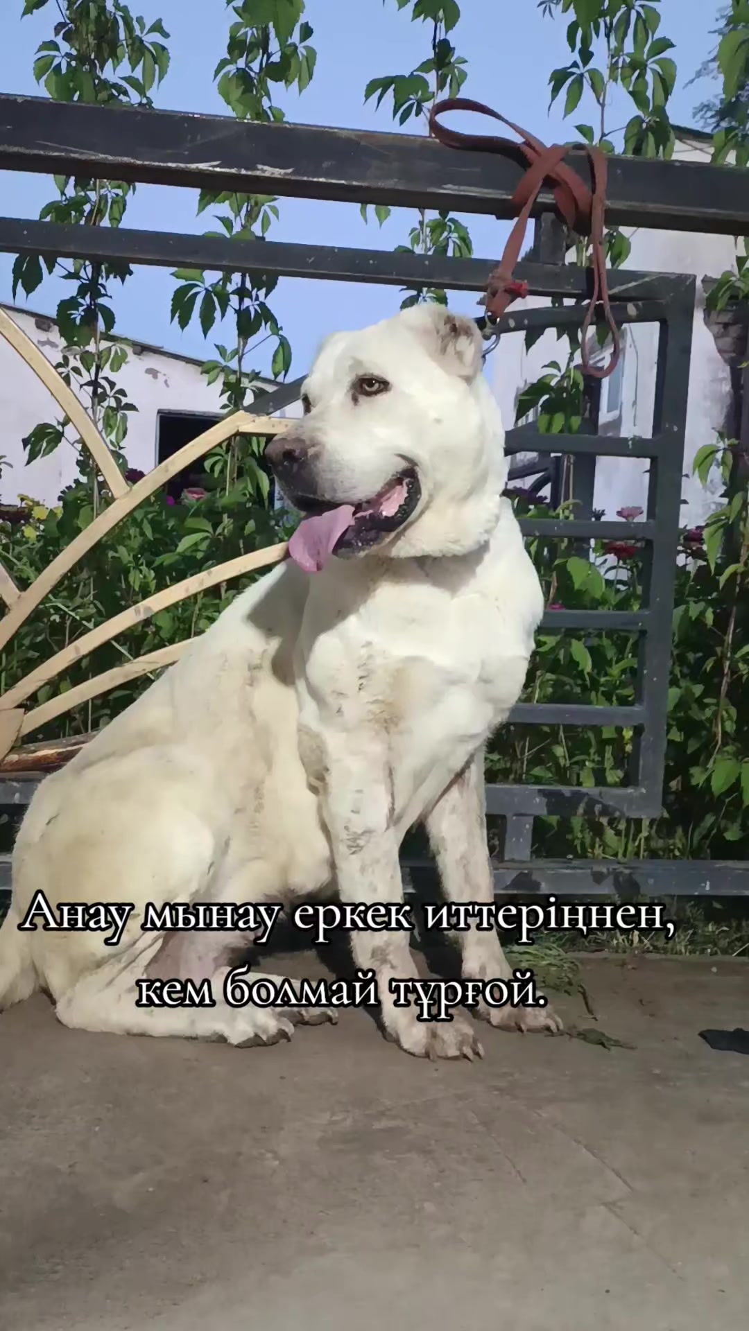 @🇰🇿✊𝔸𝕗𝕚𝕟𝕒 ✊🇰🇿