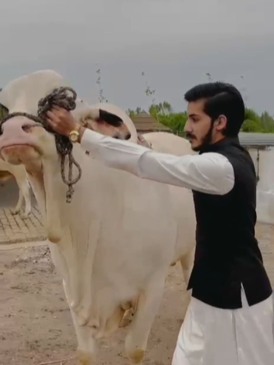@مبین کیانی_555(فحرے پوٹھوہار)