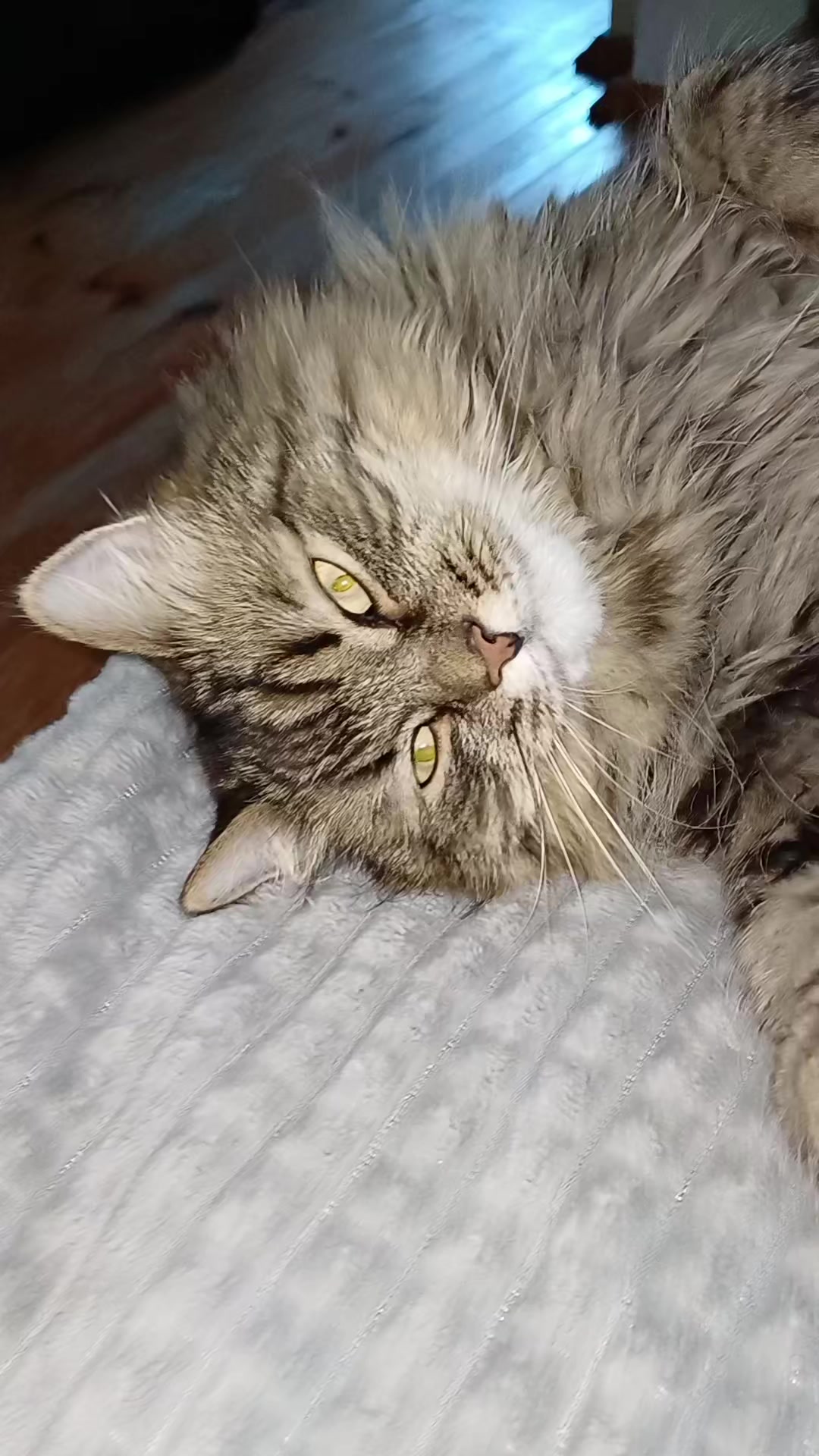 @cat_bayun_