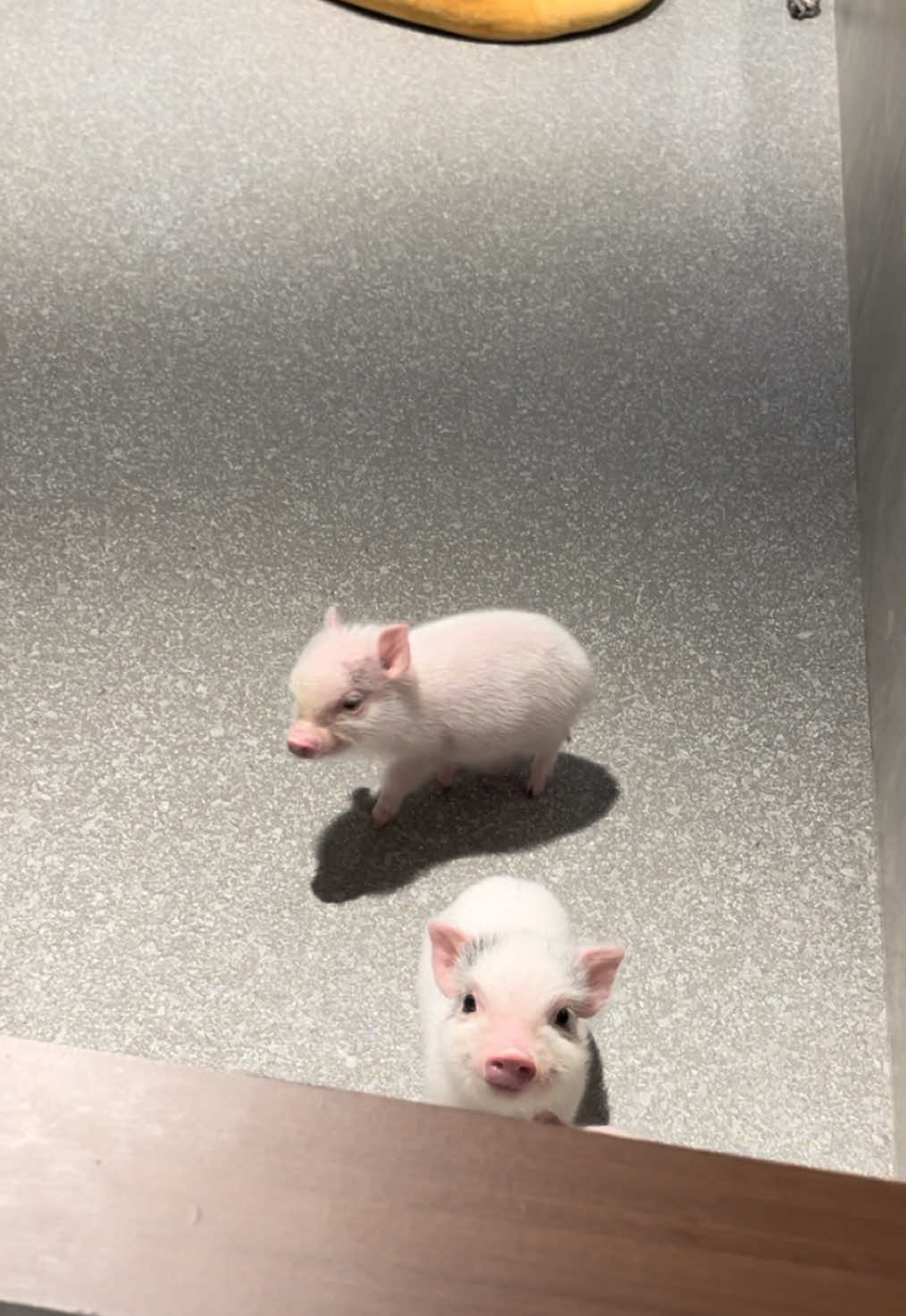 @pignic