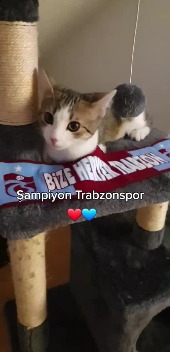 @Minnoş❤💙61