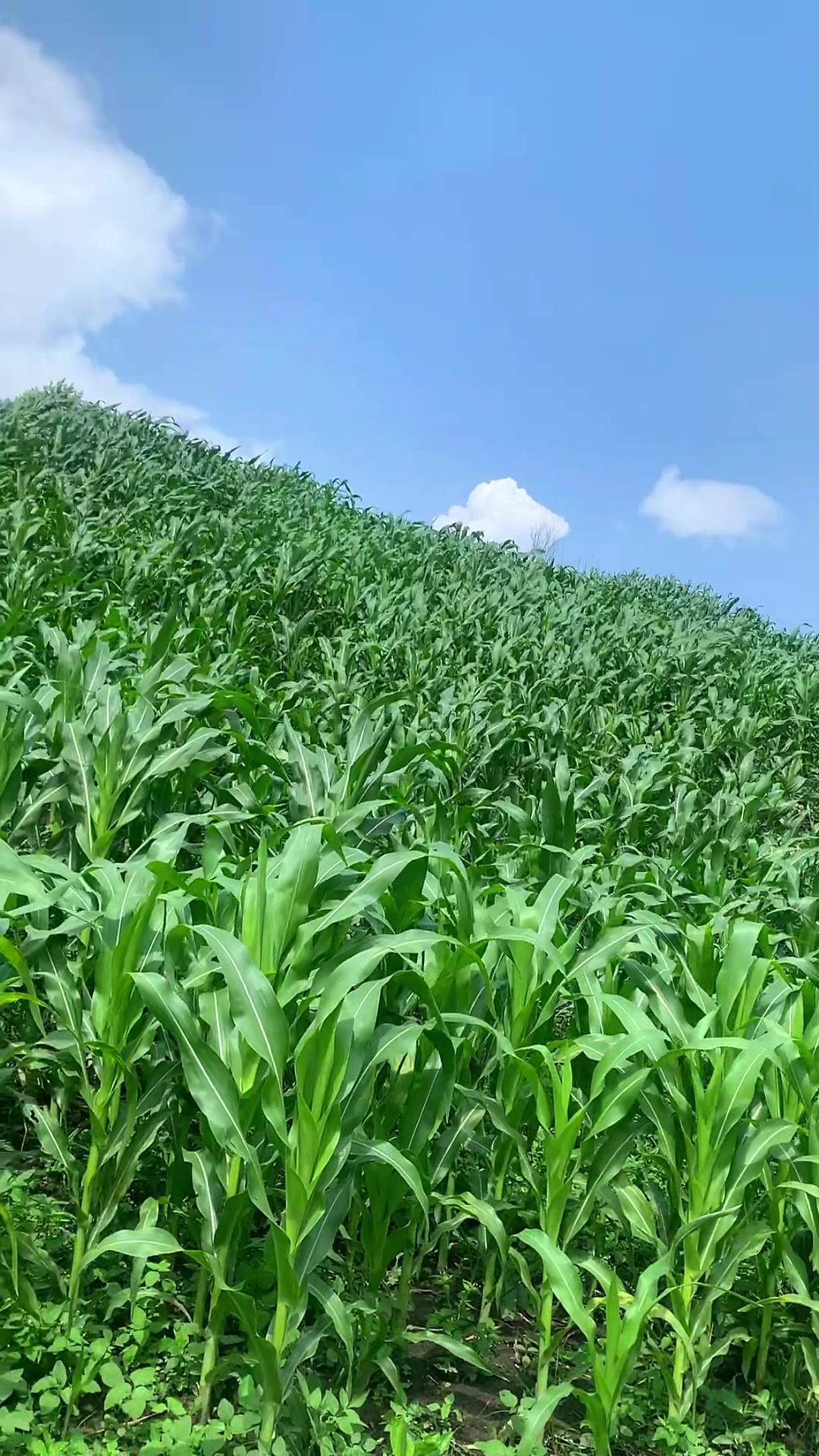 @प्रकृति