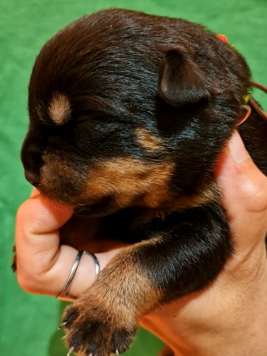 @Laetitia FACHETTi Rottweiler