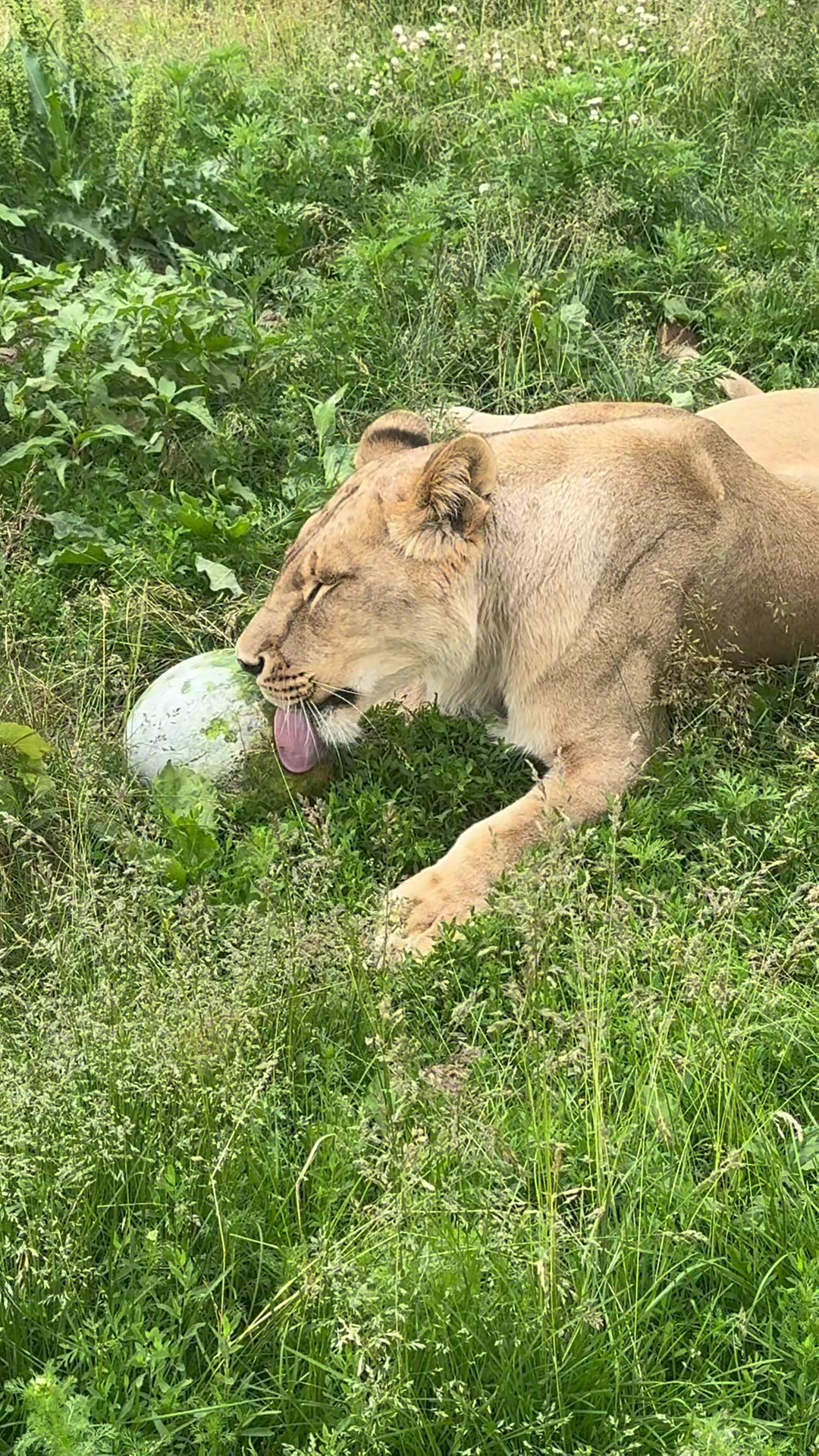 @The Wildcat Sanctuary