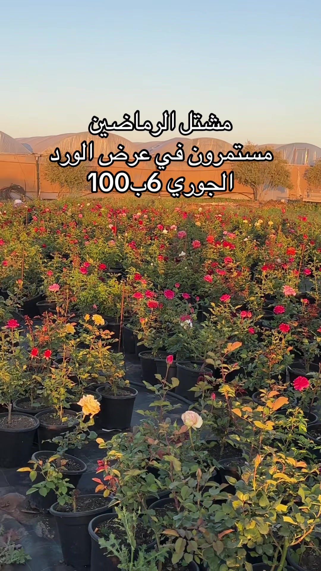 @مشتل الرماضين 0542100566