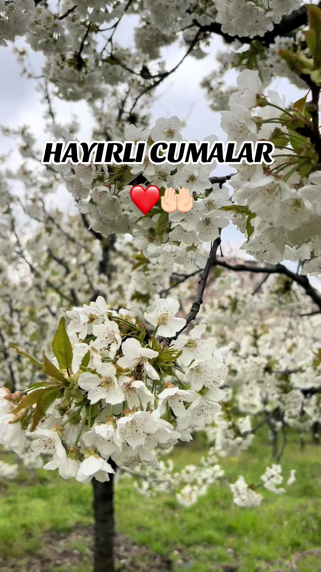 @papatya_65