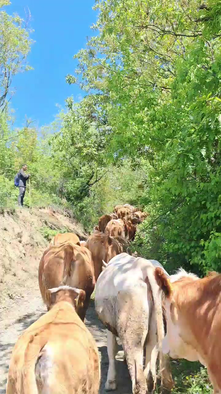 @&Ccedil;ETİNKAYA