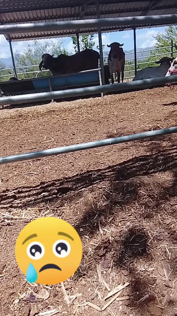 @suchitediana