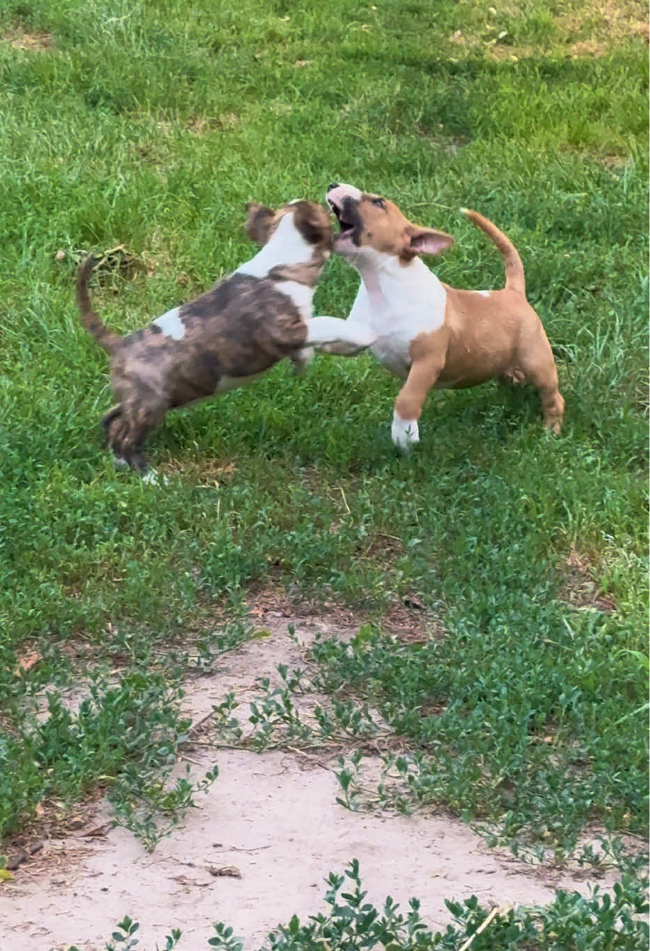 @Terra_Viva_minibullterrier